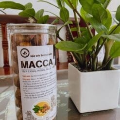 hạt macca Gia Lai