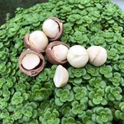 tác dụng của hạt macca