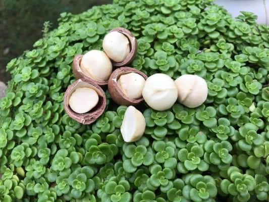 tác dụng của hạt macca