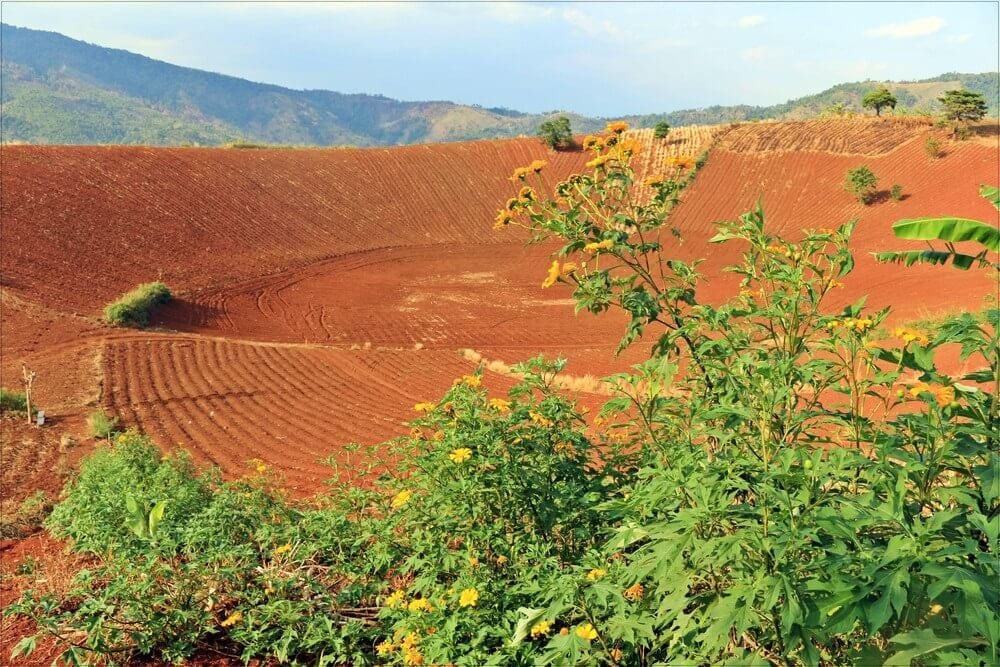 Đất đỏ bazan là gì? Tìm hiểu nguồn gốc, đặc điểm đất đỏ bazan ở nước ta