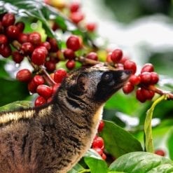 Cà phê chồn rừng