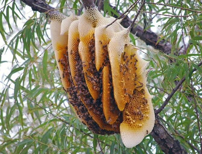 Cách lấy mật ong rừng tự nhiên - Mẹo hay của đồng bào Ba na