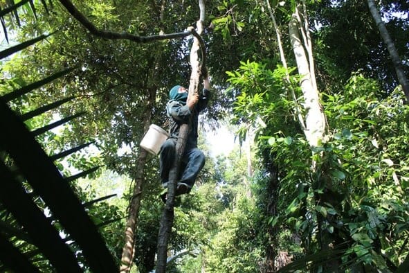 nghề lấy mật ong rừng