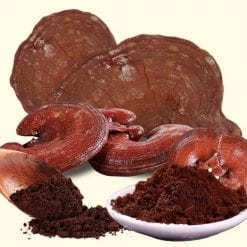 giá nấm linh chi đỏ