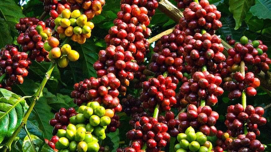 quả cà phê chín mọng