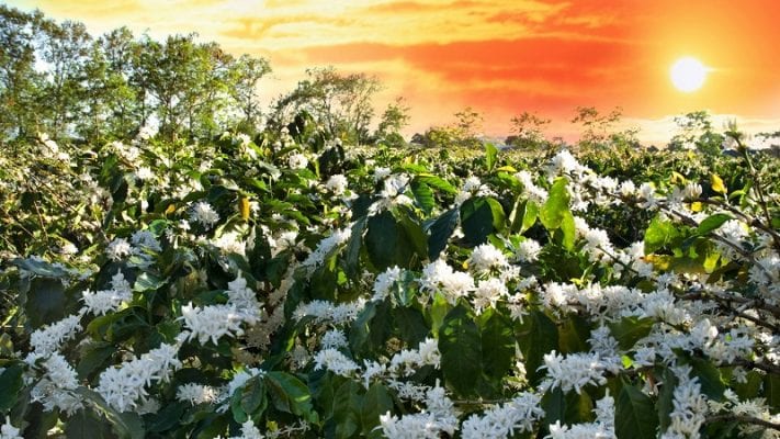 Vườn cà phê nguyên liệu