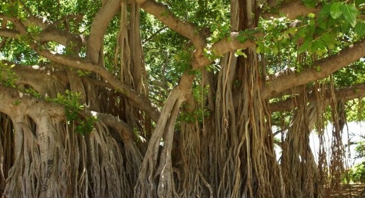 cây đa không nên trồng trước nhà