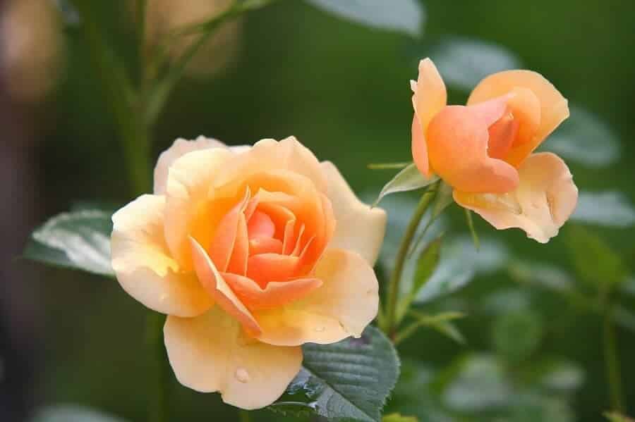 hoa hồng (rose): Tận hưởng vẻ đẹp quyến rũ của những bông hoa hồng từ những cây trồng thủy canh và organic. Hình ảnh sẽ giúp bạn cảm nhận được sự tinh tế và đẳng cấp của loài hoa này.