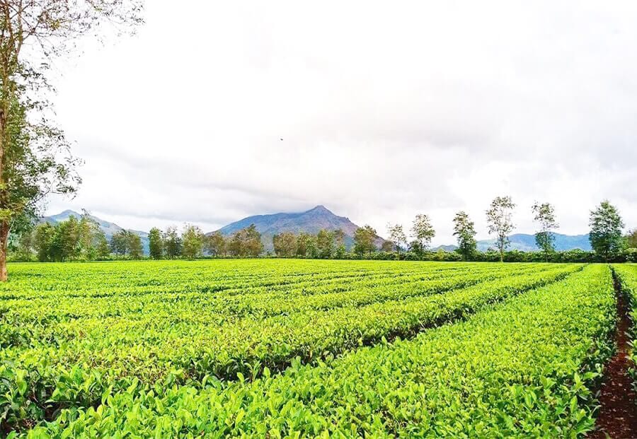 trồng cây gì kinh tế nhất, cây chè