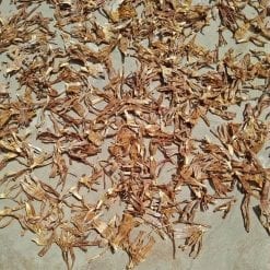 măng khô rừng gia lai