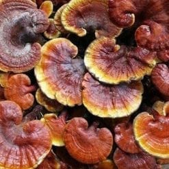 nấm lim xanh rừng