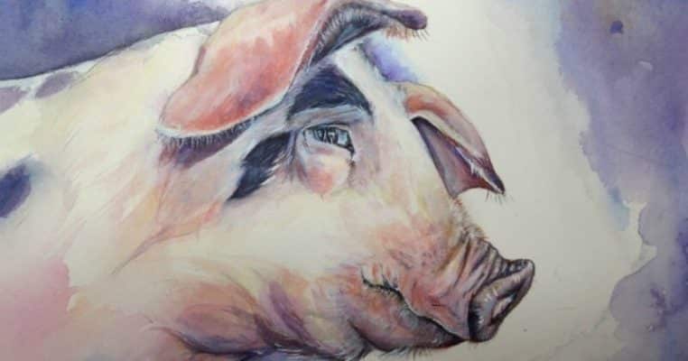 Tuổi hợi hợp cây gì? Cây phong thủy cho người tuổi Hợi