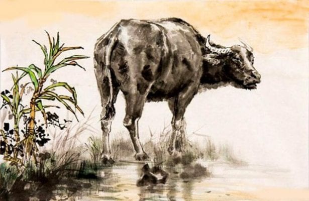 tuổi sửu hợp cây gì