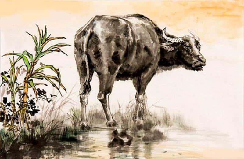 tuổi sửu hợp cây gì