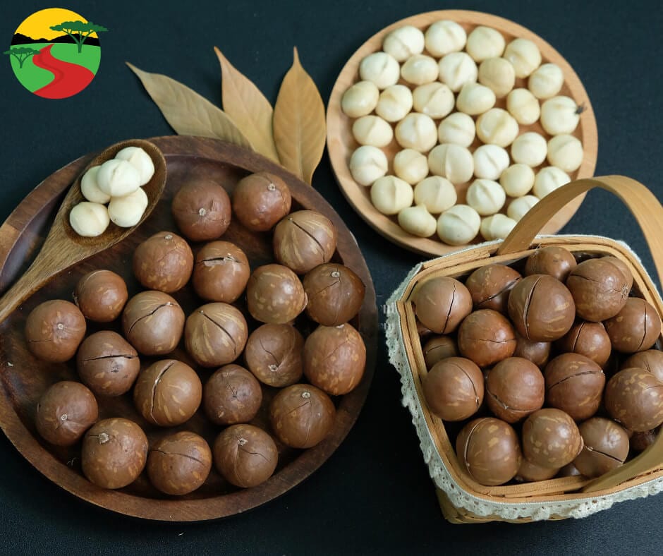 Giá trị dinh dưỡng của hạt macca bạn biết chưa Giá trị dinh dưỡng của hạt macca bạn biết chưa
