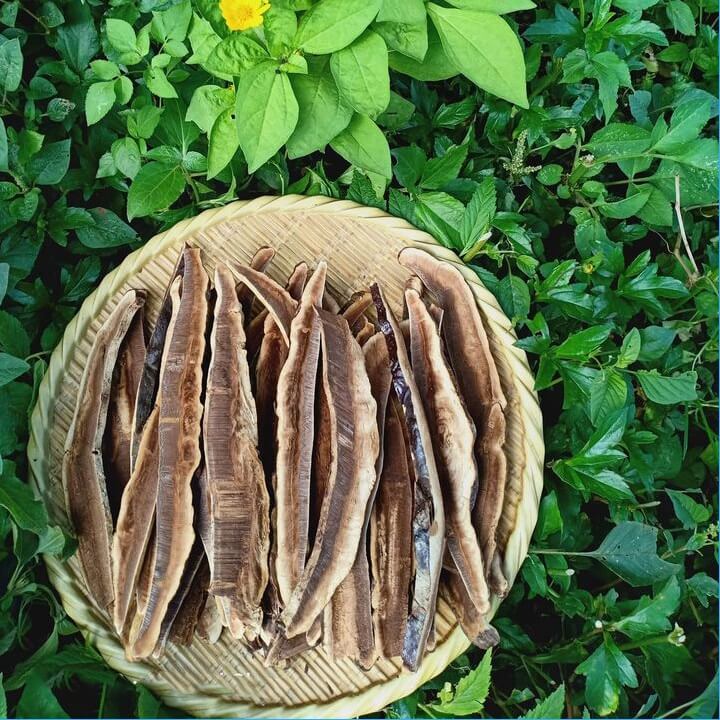 nấm linh chi đỏ