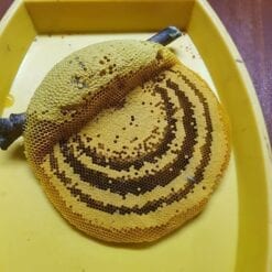 bánh mật ong nguyên tổ