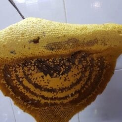 tổ mật ong rừng