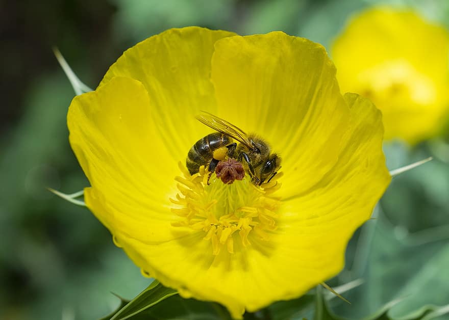 Mật ong hoa anh túc rất khó để tổng hợp, đa số chỉ có phấn hoa.