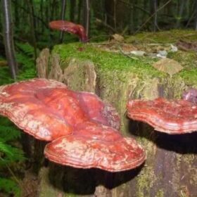 nấm lim xanh rừng