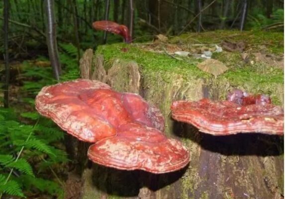 nấm lim xanh rừng